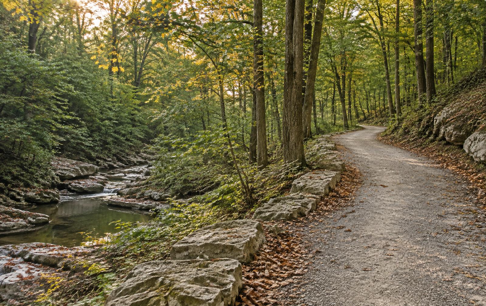A quiet wooded path beside a stream
